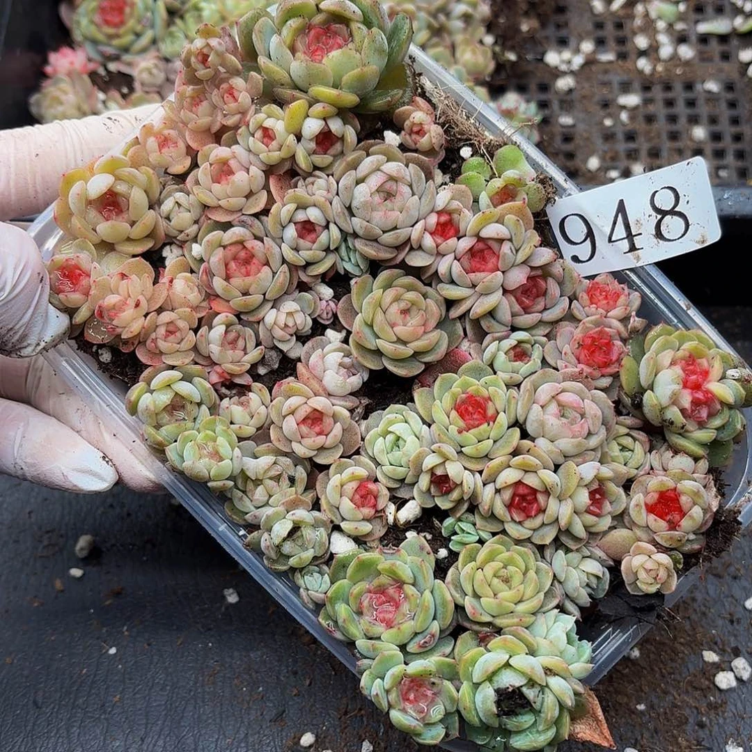 粉***糖多肉植物多肉植物948