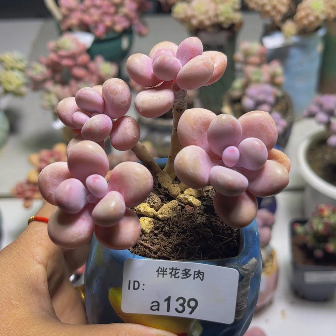 糖果桃蛋139/10c m