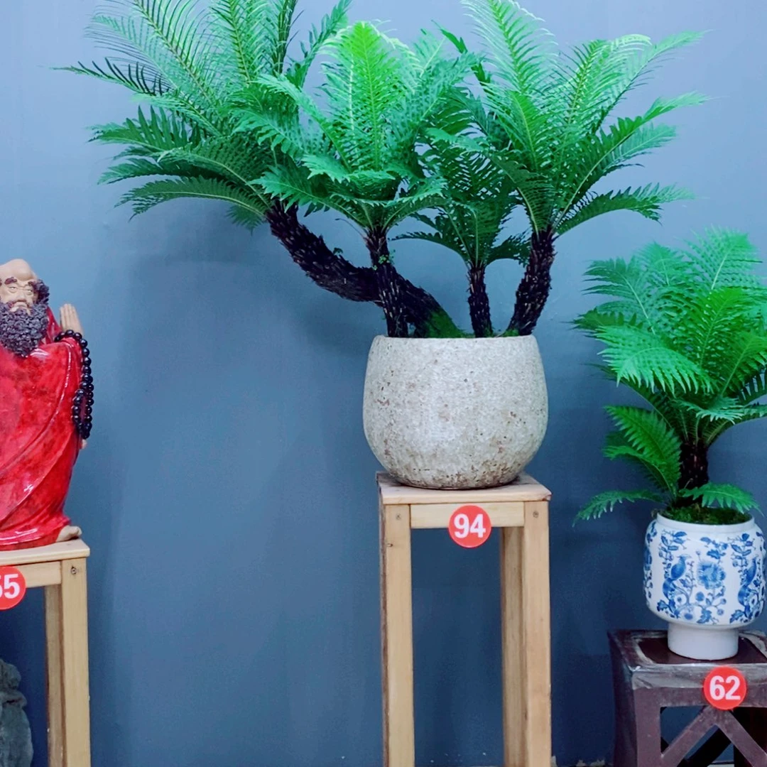 无花朵老桩富贵蕨评价盆景