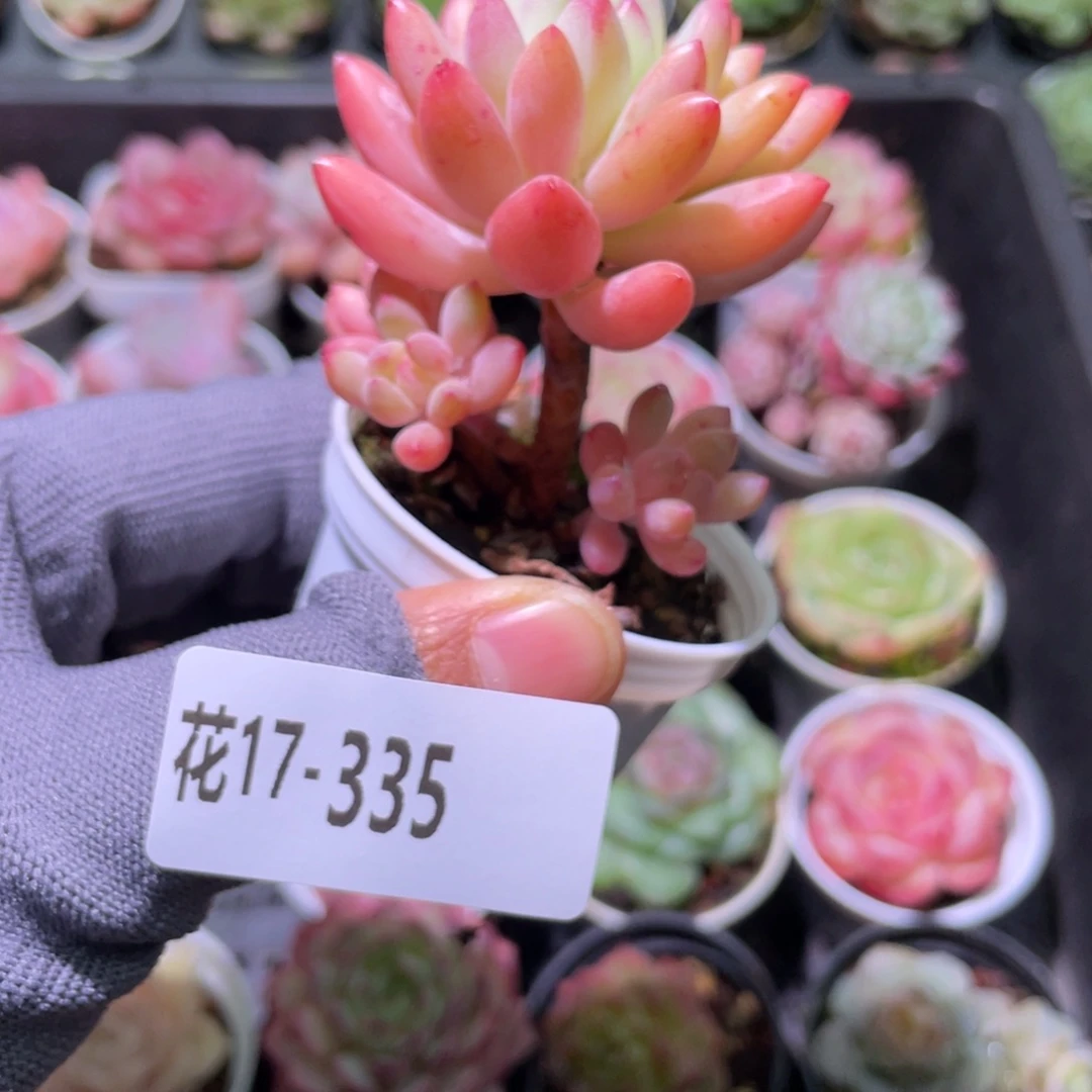 花利美17-335柳叶年华