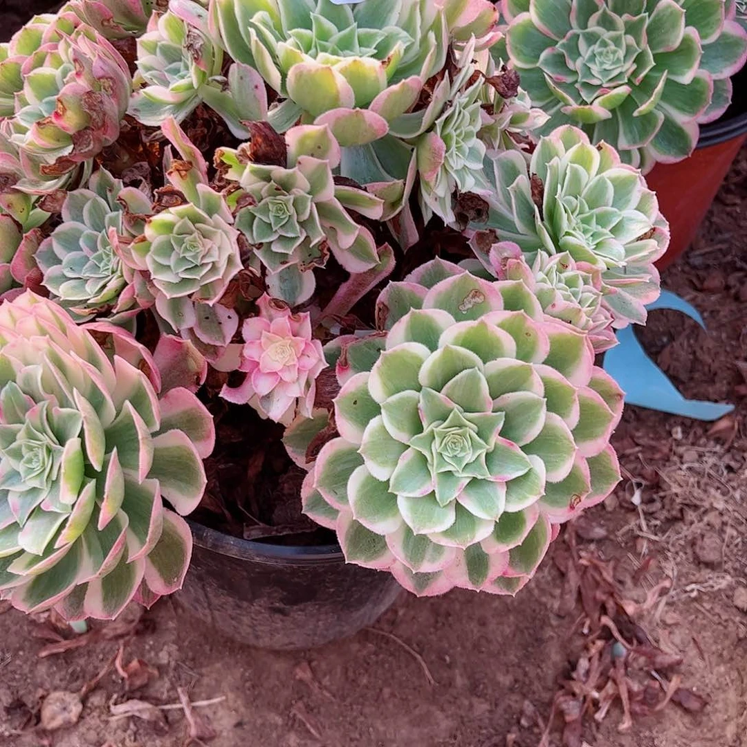 无花朵有***下多肉植物539