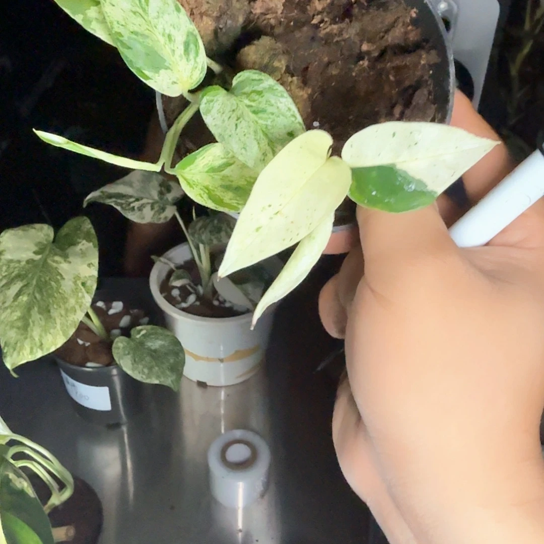 老***哥无花朵20薄荷麒麟尾6888