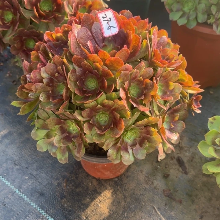 27-6黑魔多肉不包断肢