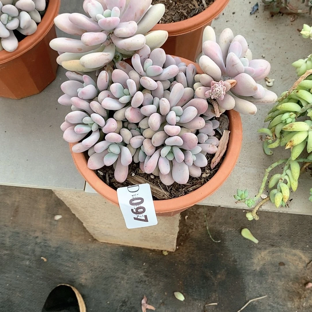 小**?097桃蛋多肉植物
