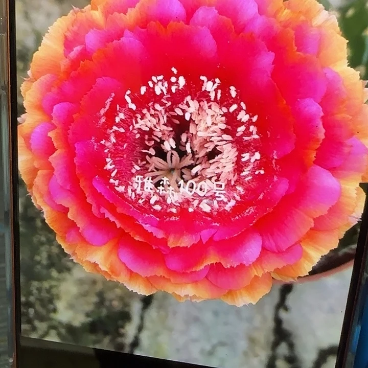 大号款100号自根球9公分左右直径