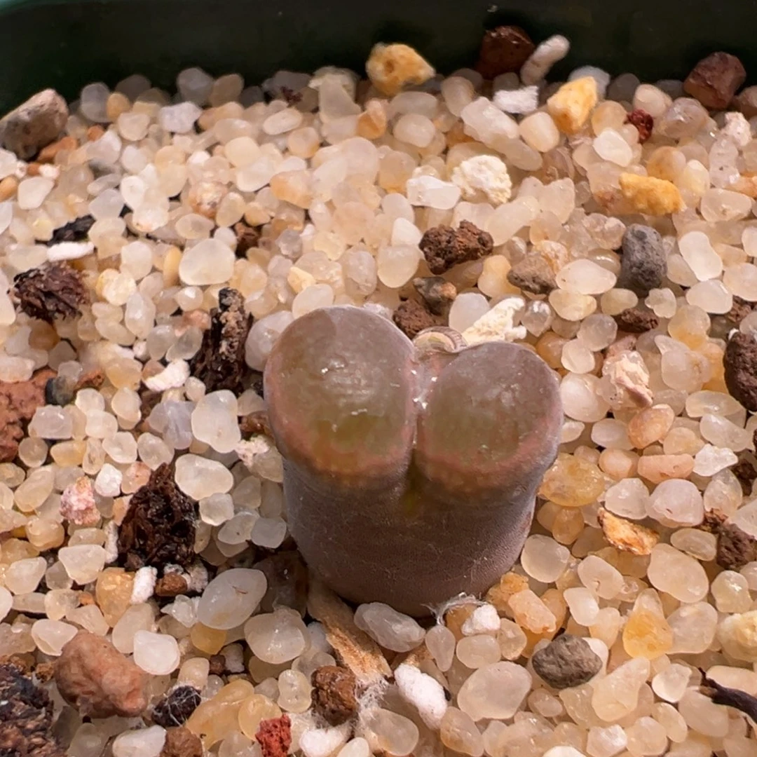 871/捡漏场开播福利