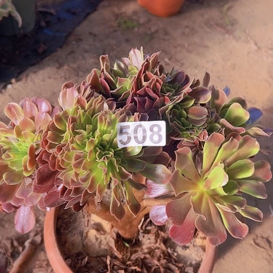 开***心多肉植物一个欧嘉莉