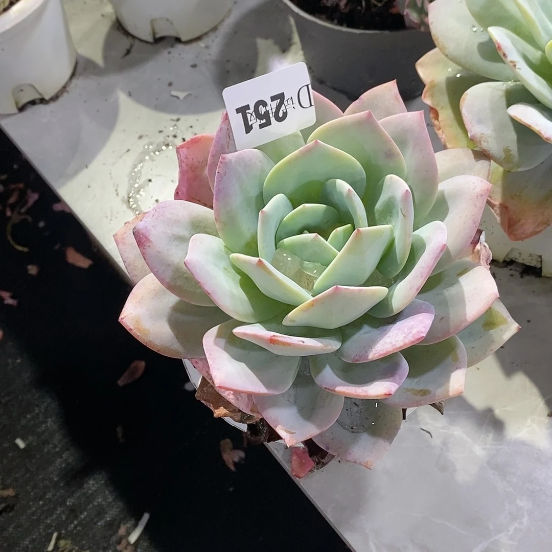 小**资251奶茶多肉植物