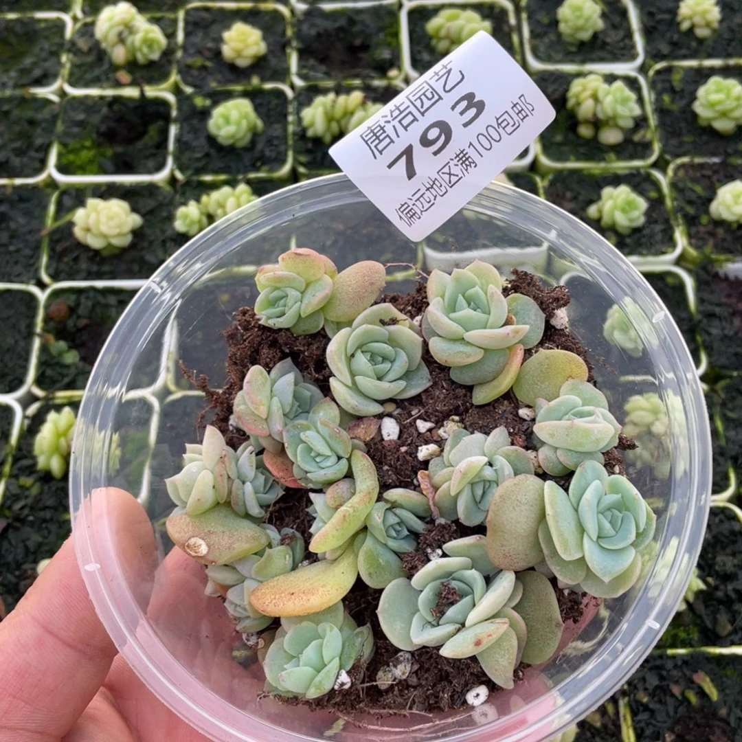 荔枝一份12颗量拍793…