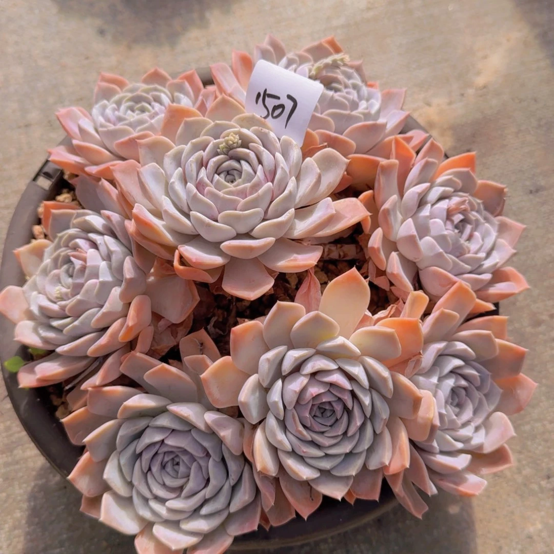 1507汉堡多肉植物