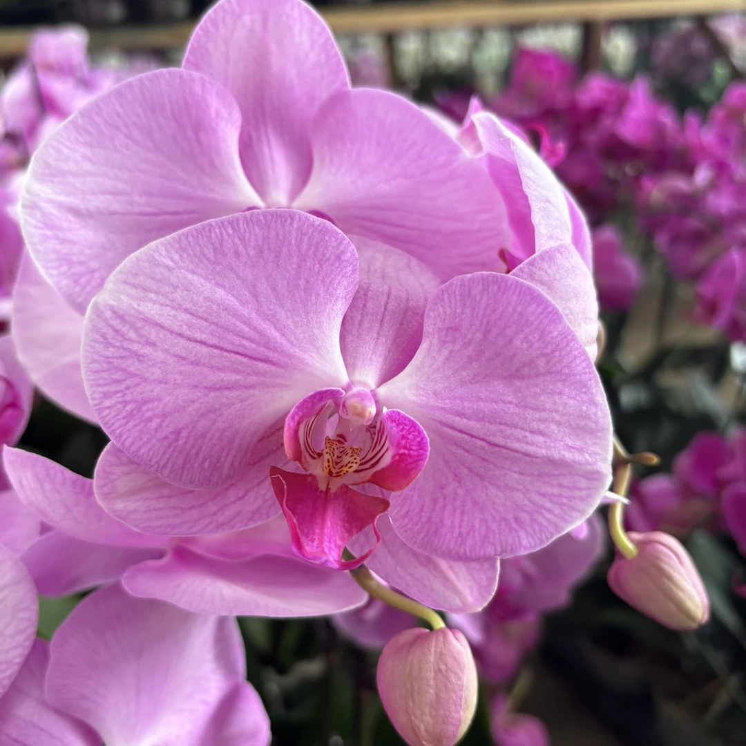 蝴蝶兰——倾城(任意两颗包邮只拍一颗发苗)