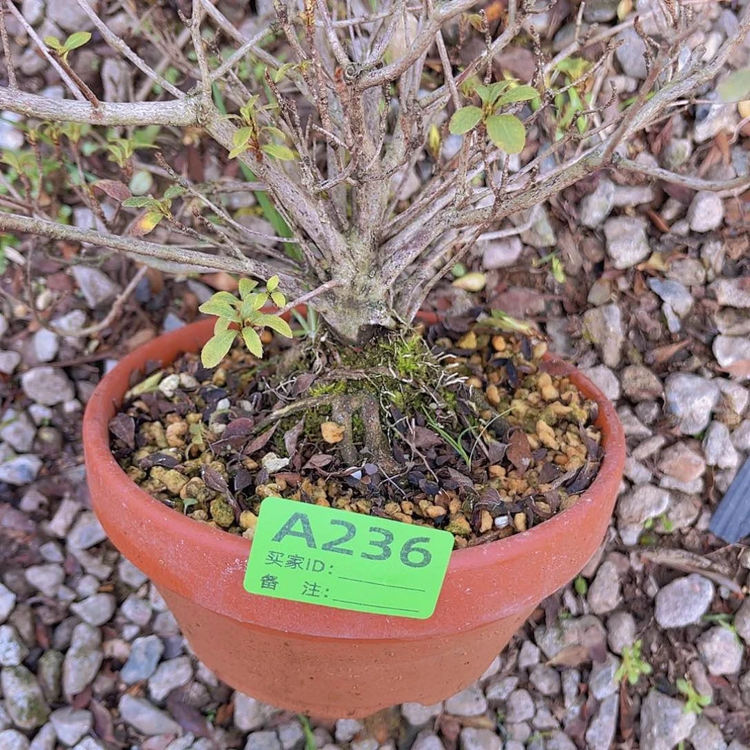 红陶直播时间一直一直