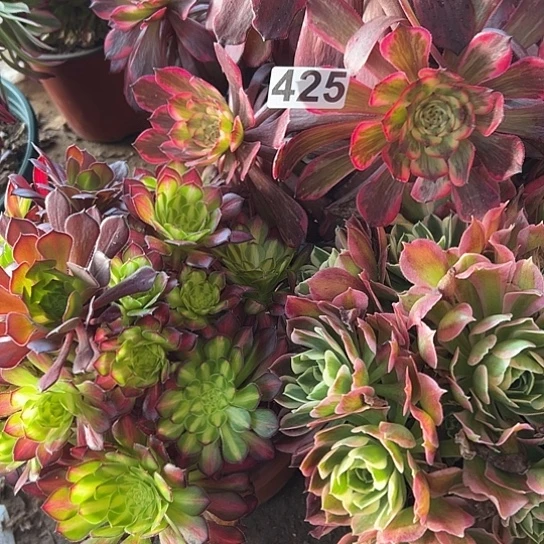 开*多肉植物三个