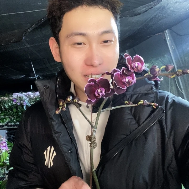 无花朵拉丁舞蝴蝶兰