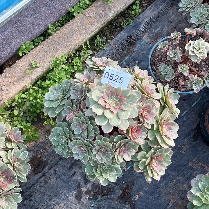 0525莲花座多肉植物