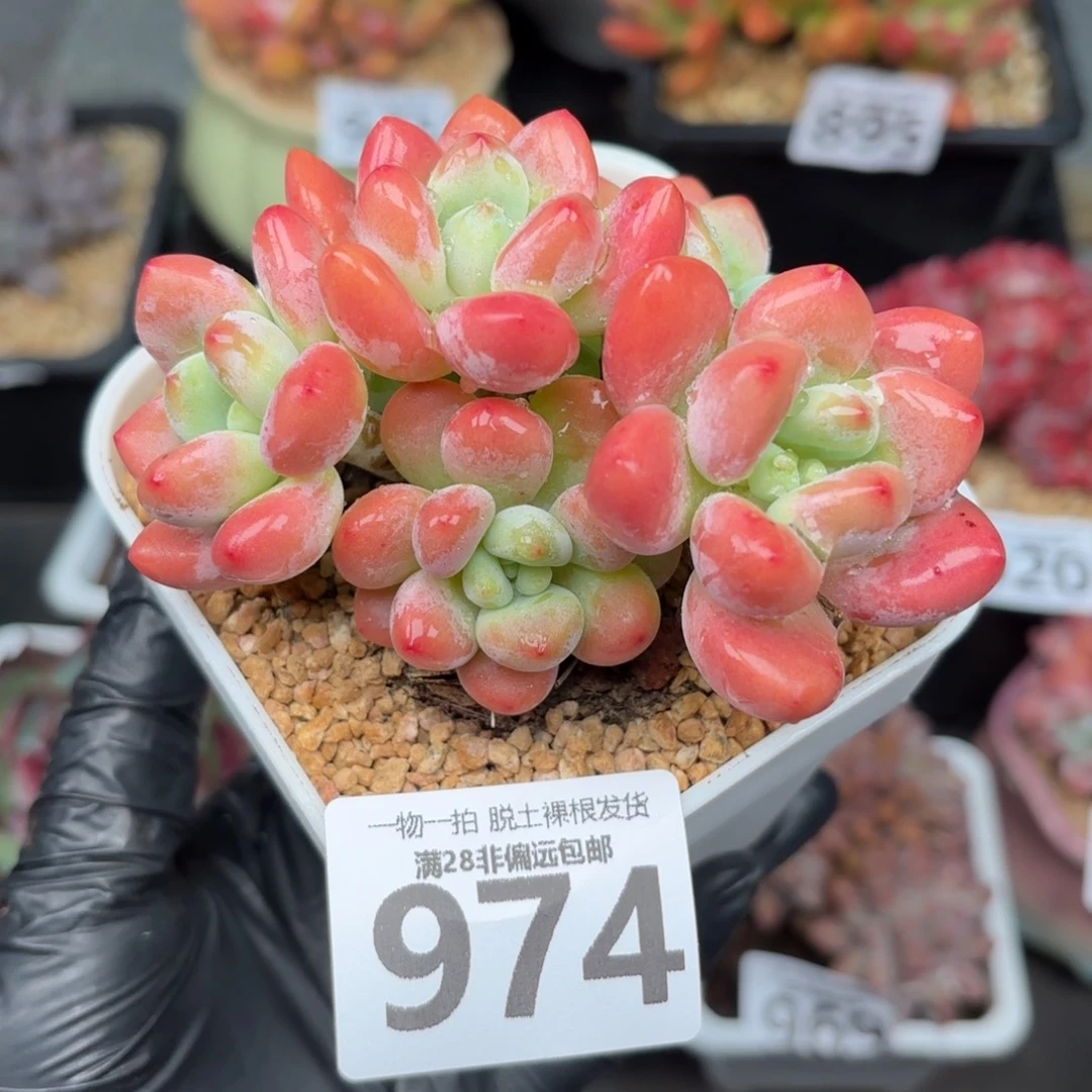红洛神无盆土发货