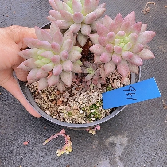 夜**兰951多肉植物老桩