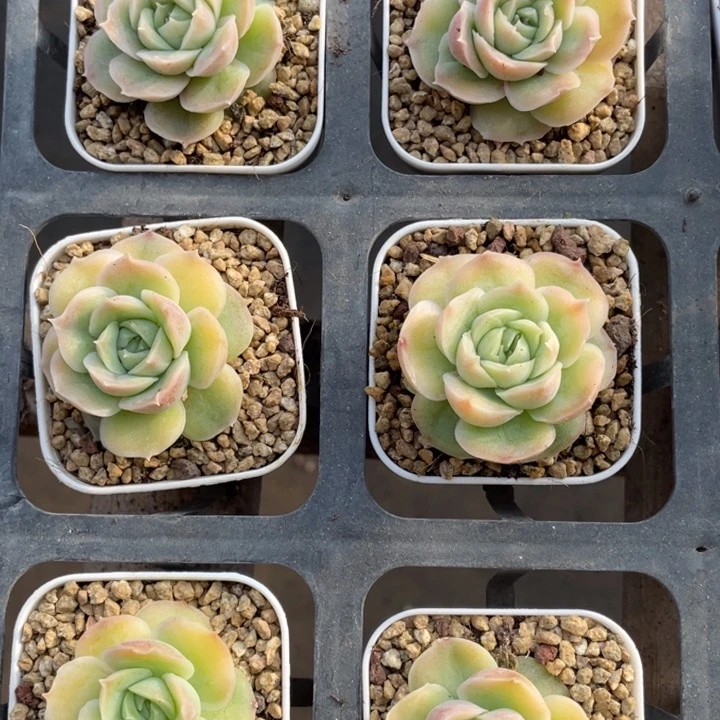 虾饺单头一颗冠幅4厘米20包邮新疆西藏不发