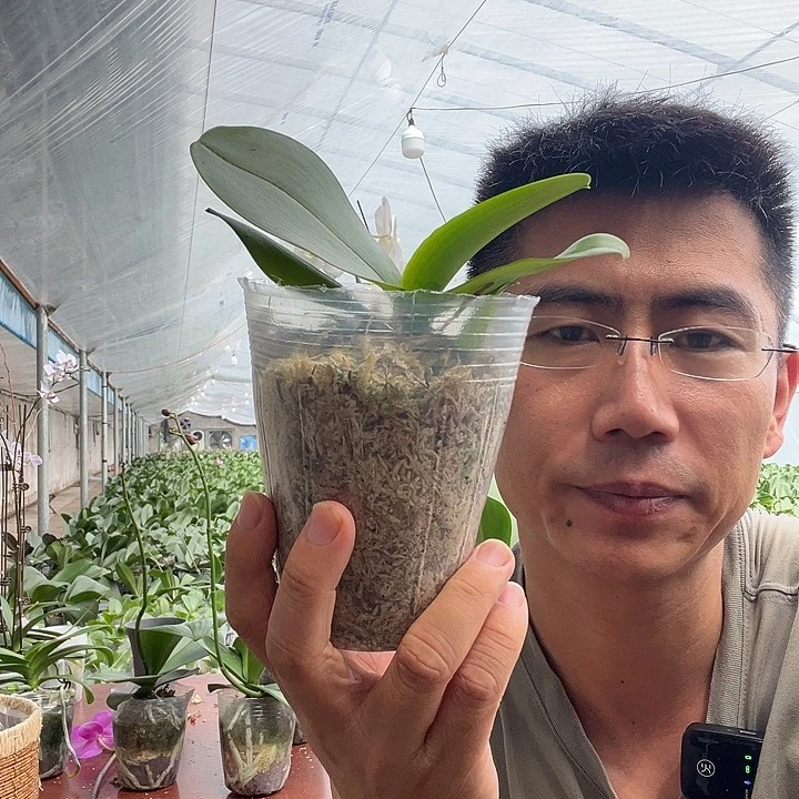 舍****当前无花栽培后可以开花蕊纳斯