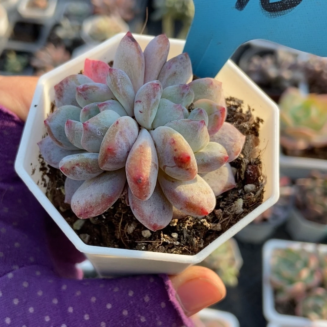 1796石化星影多肉植物多肉