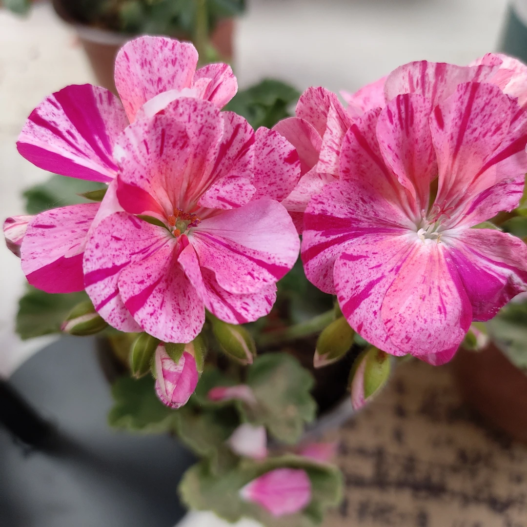 直立天竺葵变色龙+玫红宝石+糖果亮橙拍一发三发带花苞发货