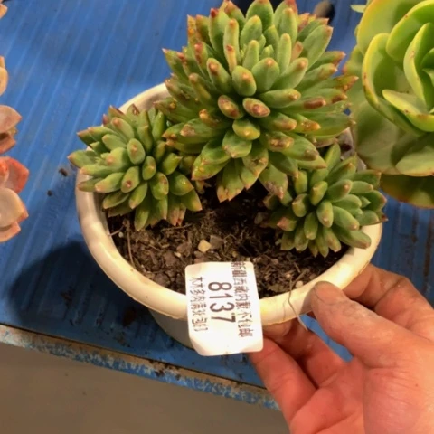 鸿****）甲骨文8137多肉