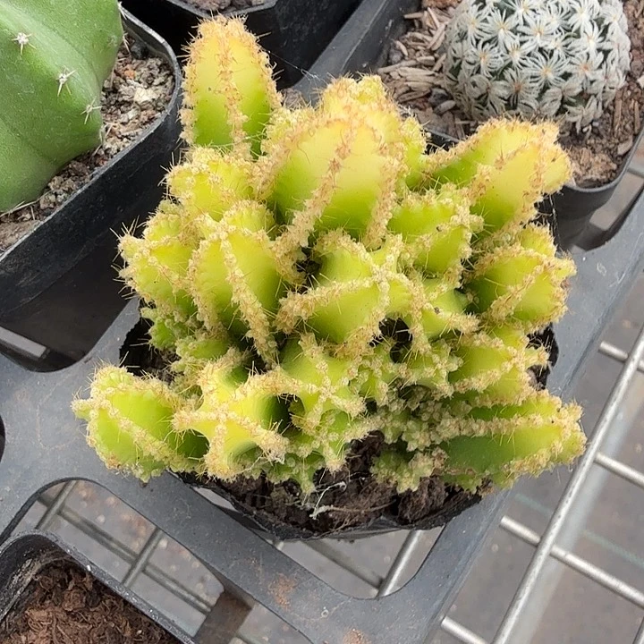 万重山锦群5仙人球