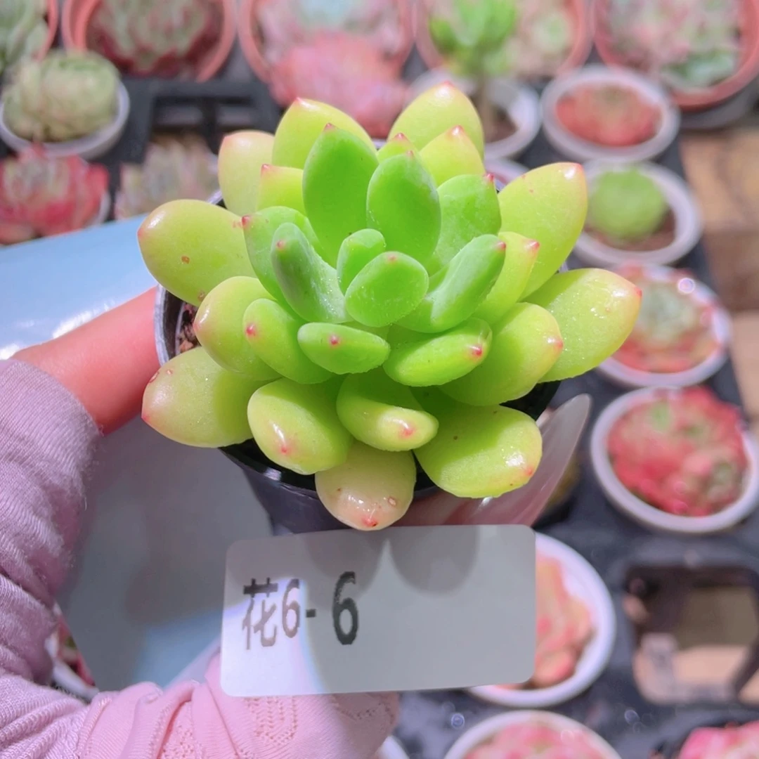 花利美6-6新品单头