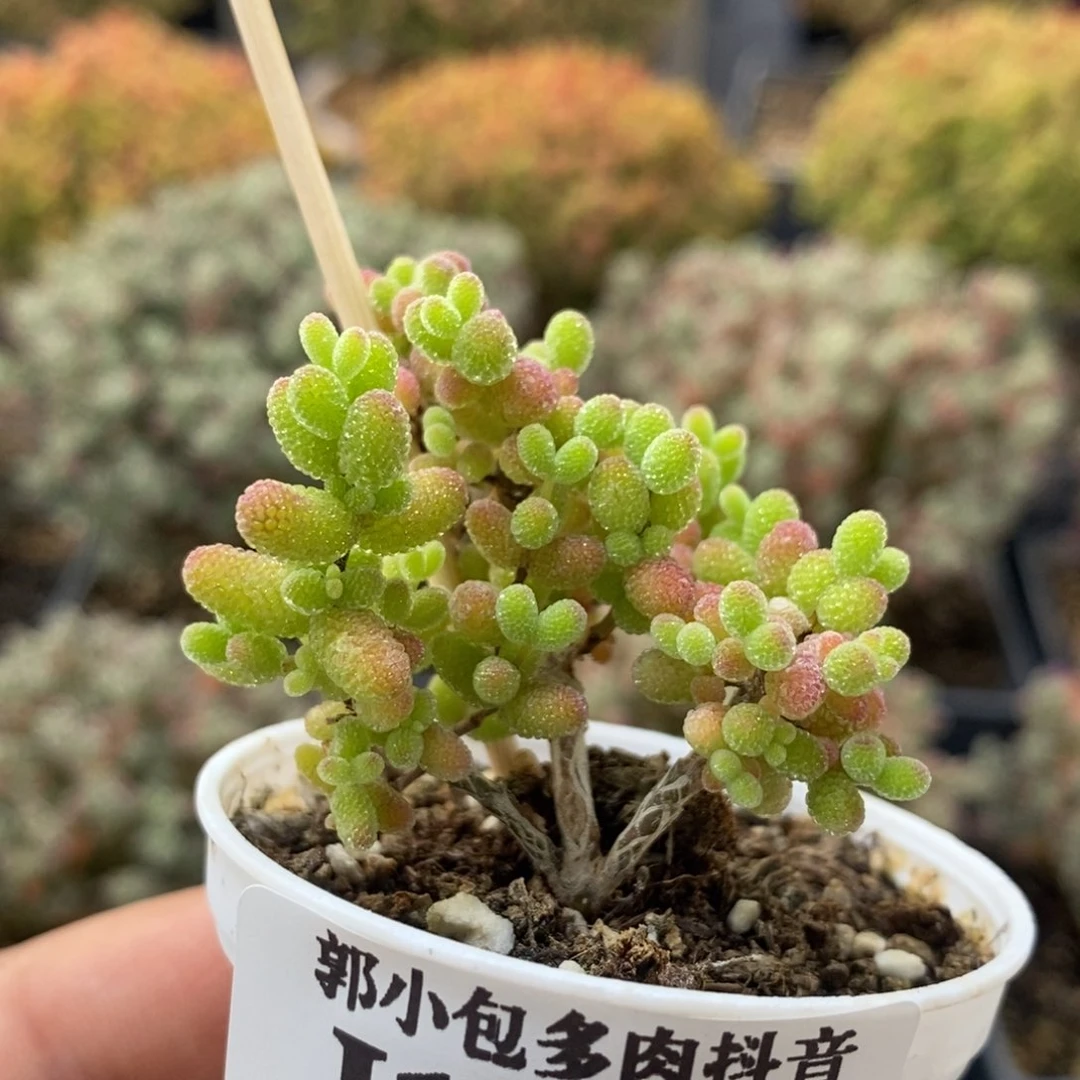 金橘糖球1308枝干番杏