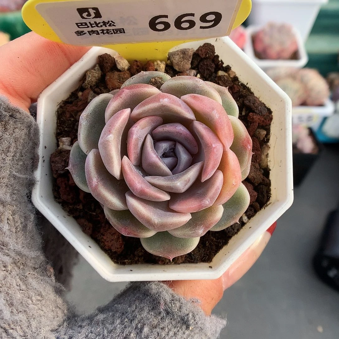 669单头汉堡多肉植物