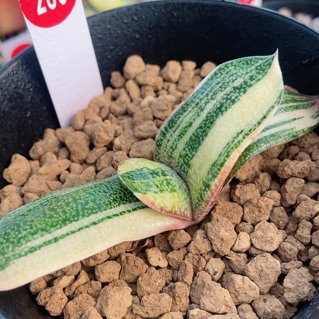 286卧牛实生转锦带盆发货