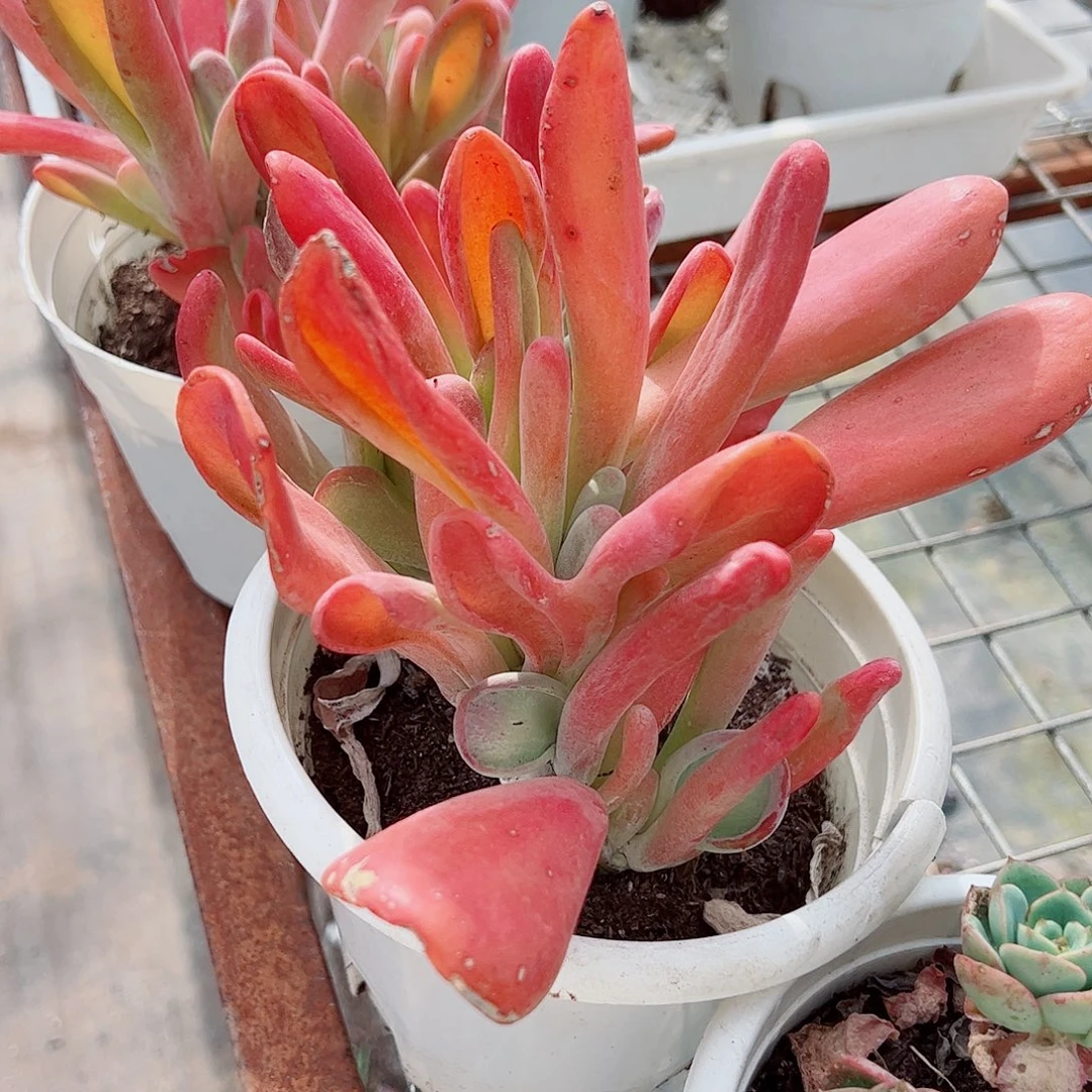 火狐狸多头群生老桩特价二盆