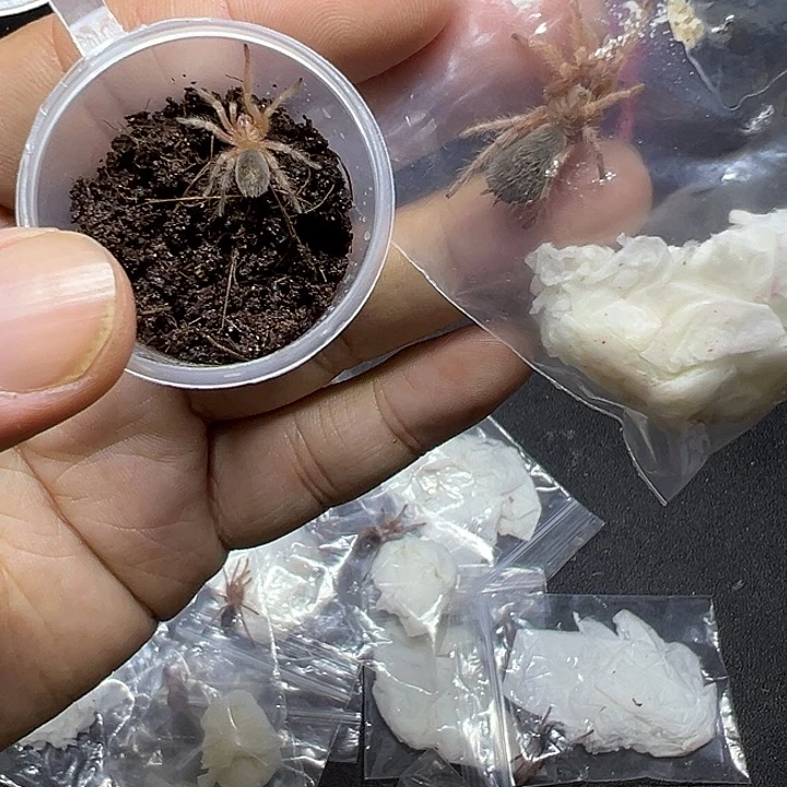 跳蛛火玫瑰3-4母+红玫瑰4龄