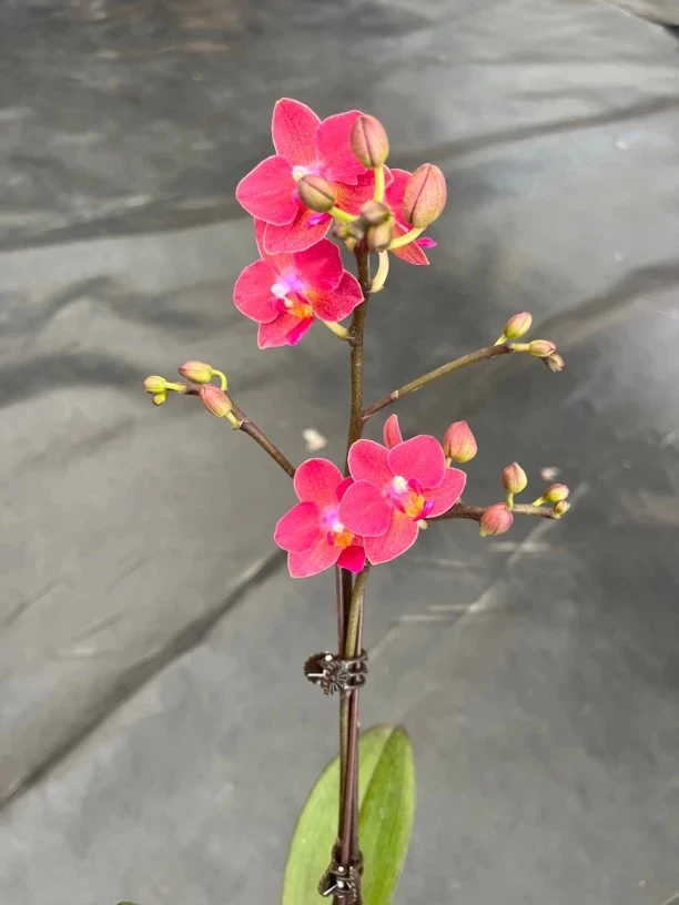 鲜花《小幸运》蝴蝶兰云南源头基地直发