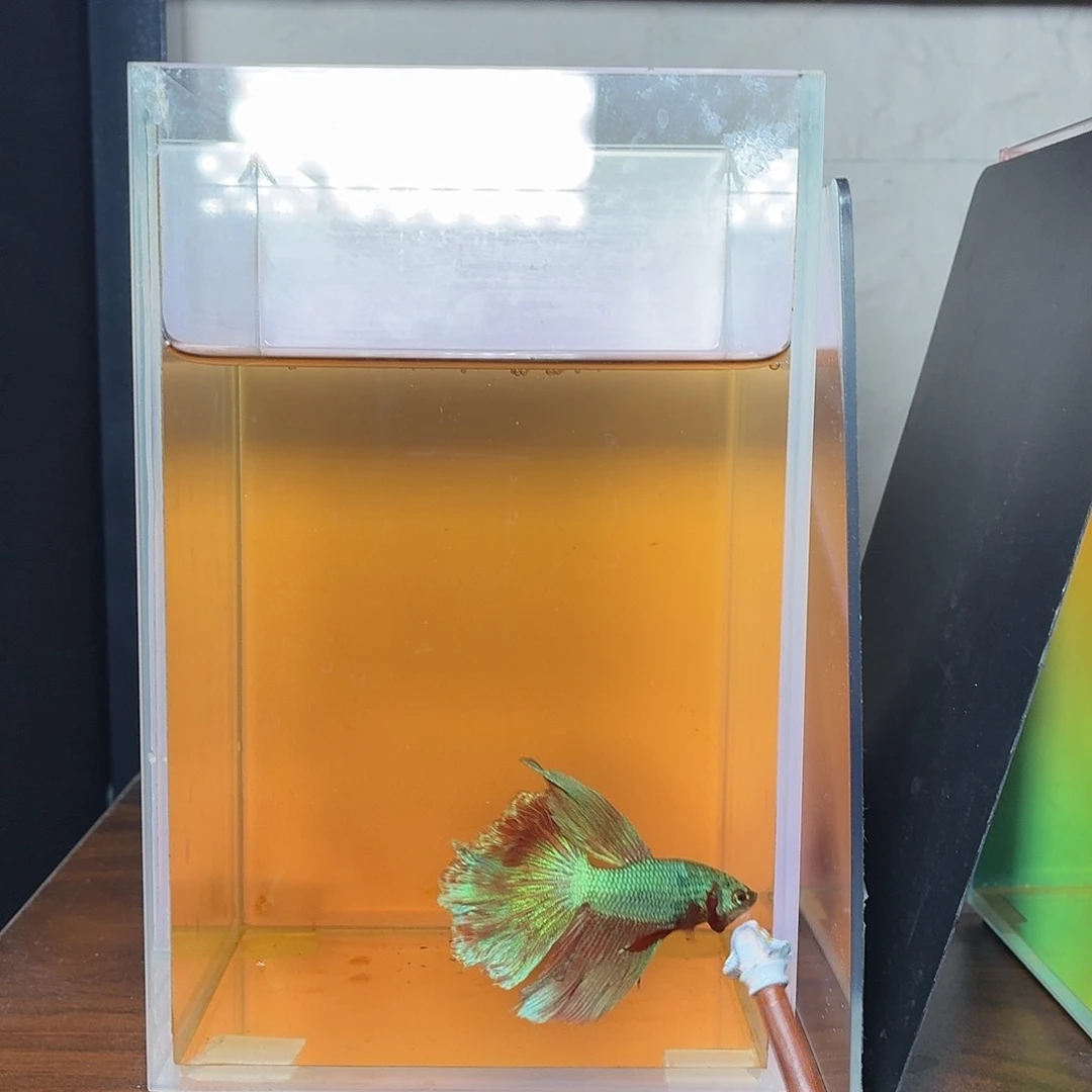 斗鱼彩金电摇半月