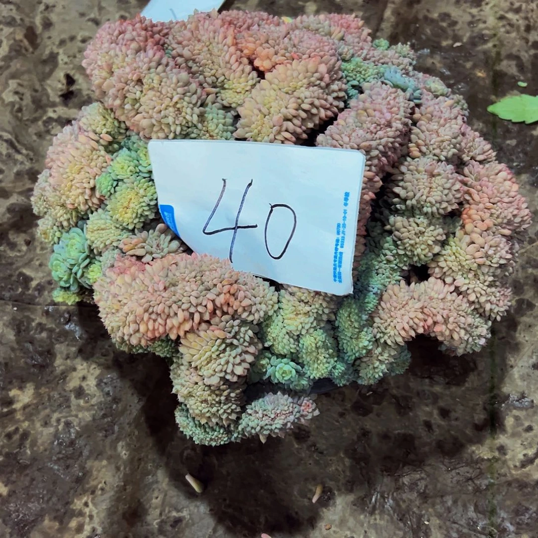 40一物一拍脱土包邮