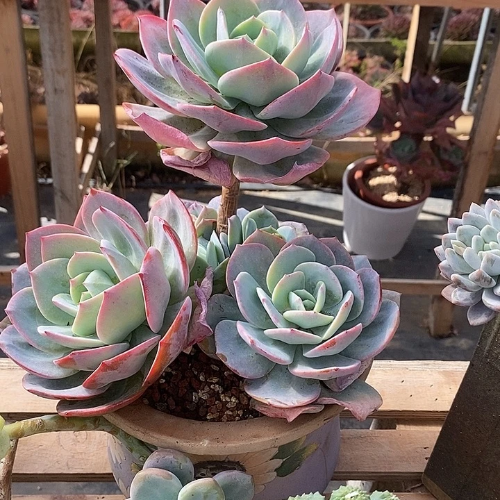 多肉植物肉肉植物