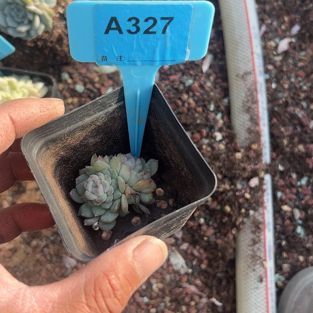 鸿***城多肉植物一物一拍