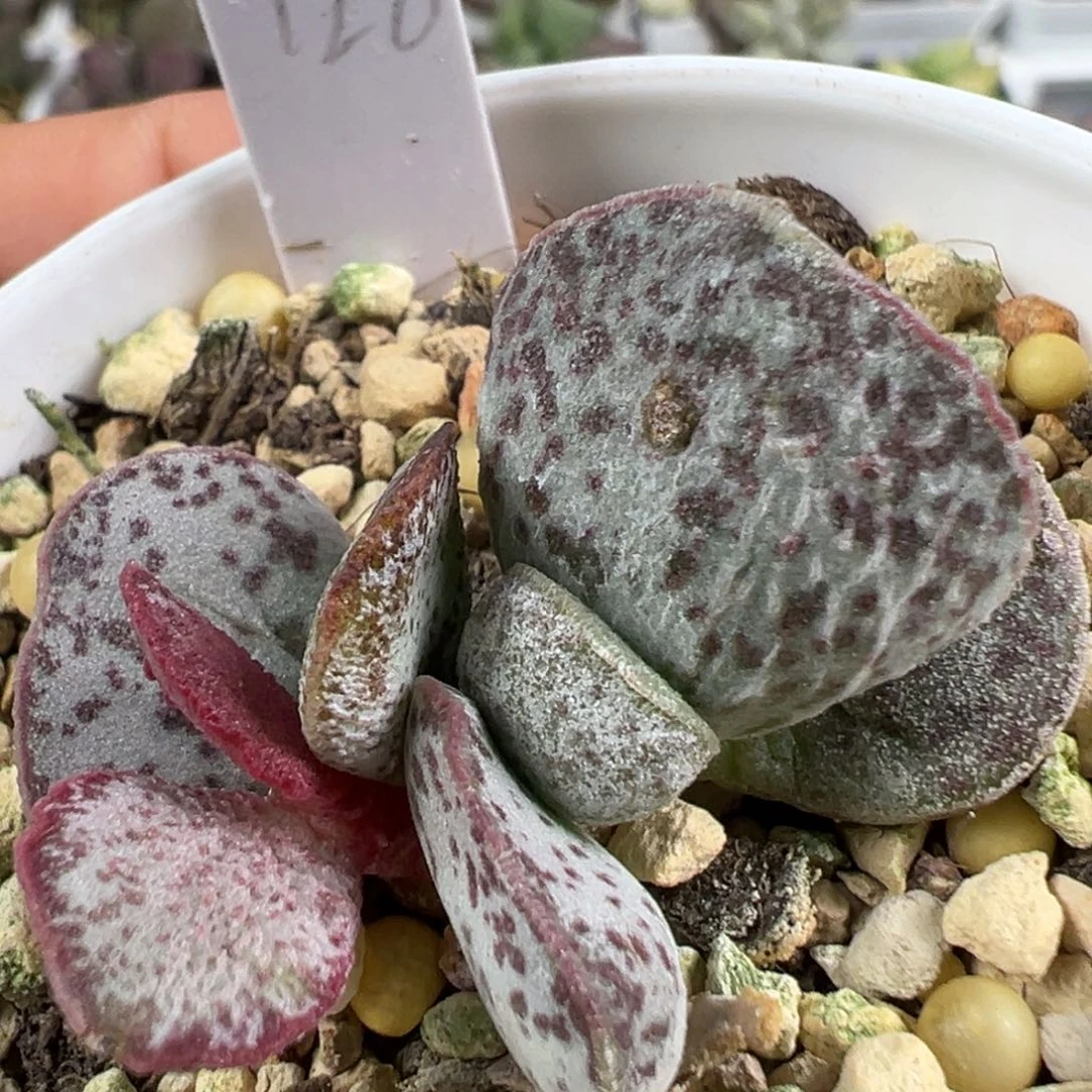 w花斑实生新品多肉植物