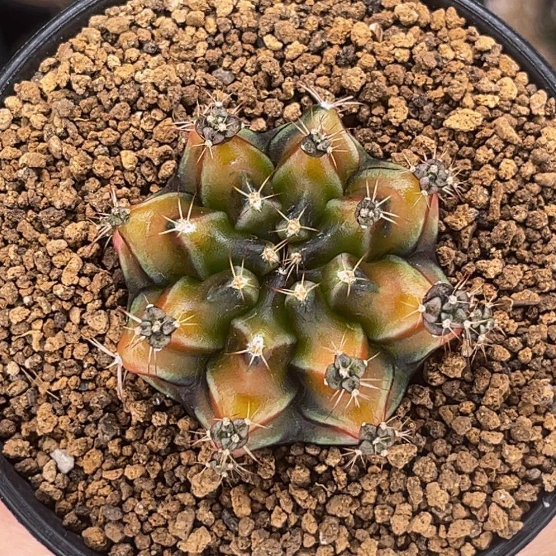 啤酒  米哈仙人球