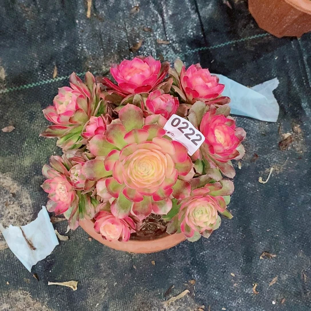 荔枝222多肉18冠服