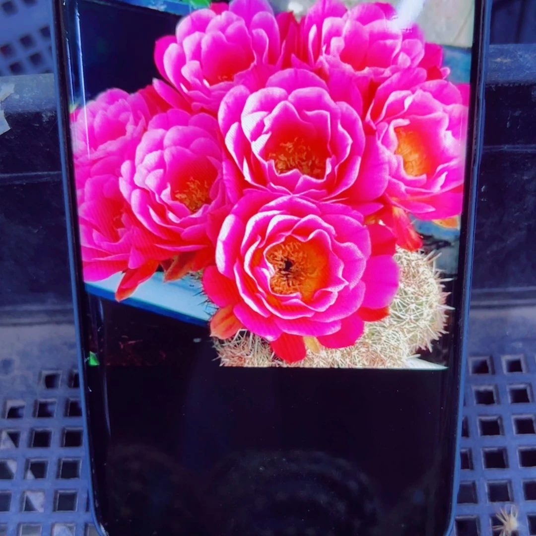 下61丽花赛牡丹 歪无根侧芽3公分左右20包邮