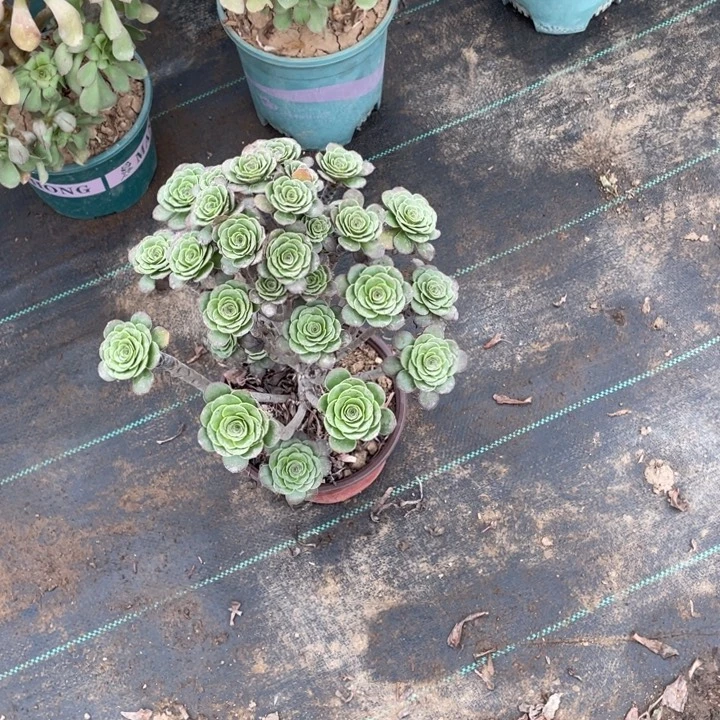 36灰圆叶多肉植物多肉