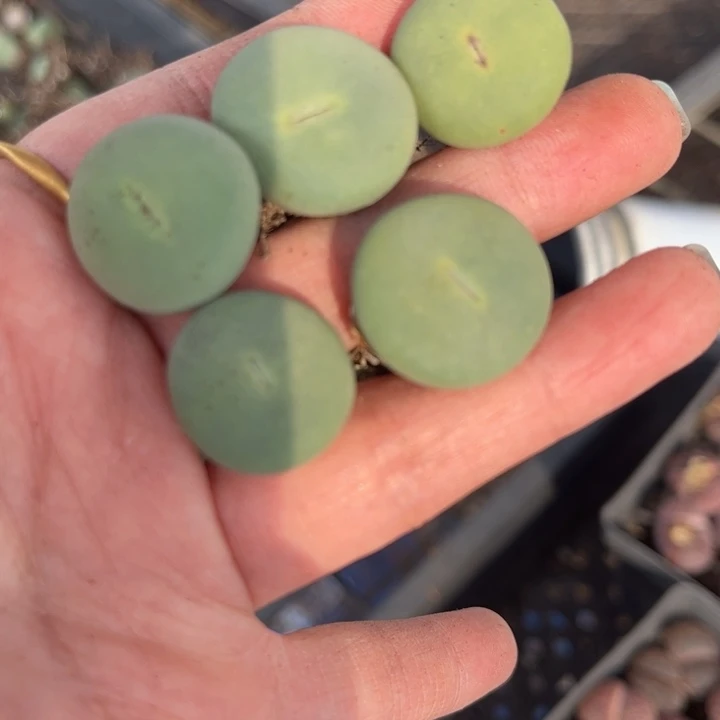 五颗小红嘴888888888888