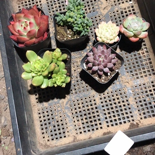 囡***l精品品牌活动即将上线