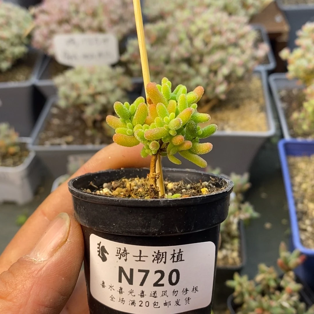 720蜜橘糖球枝干