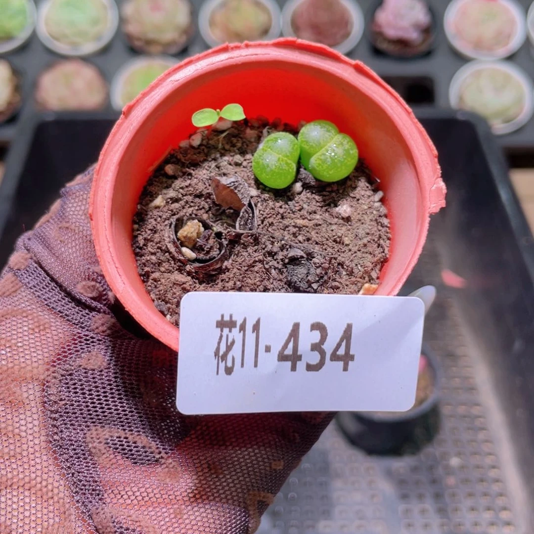 花利美11-434生石花