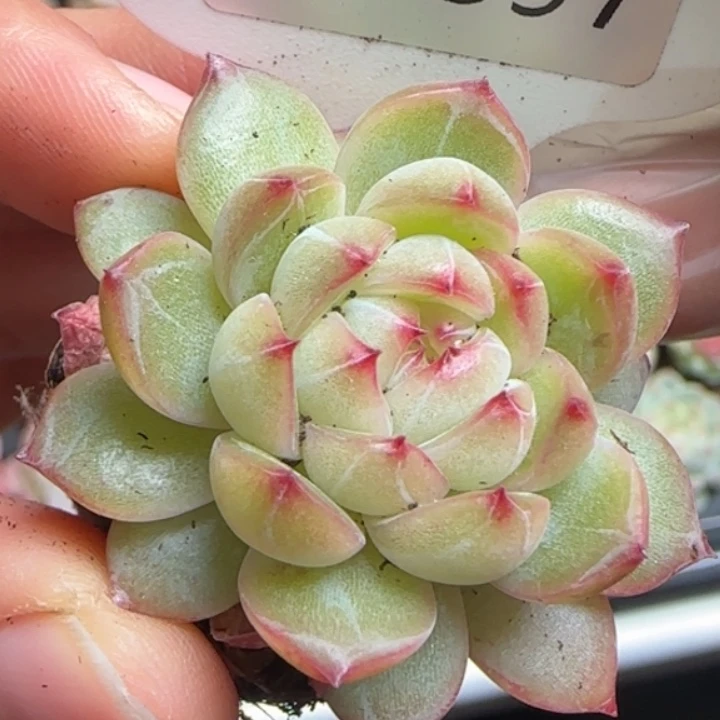 397号   珍妮优选