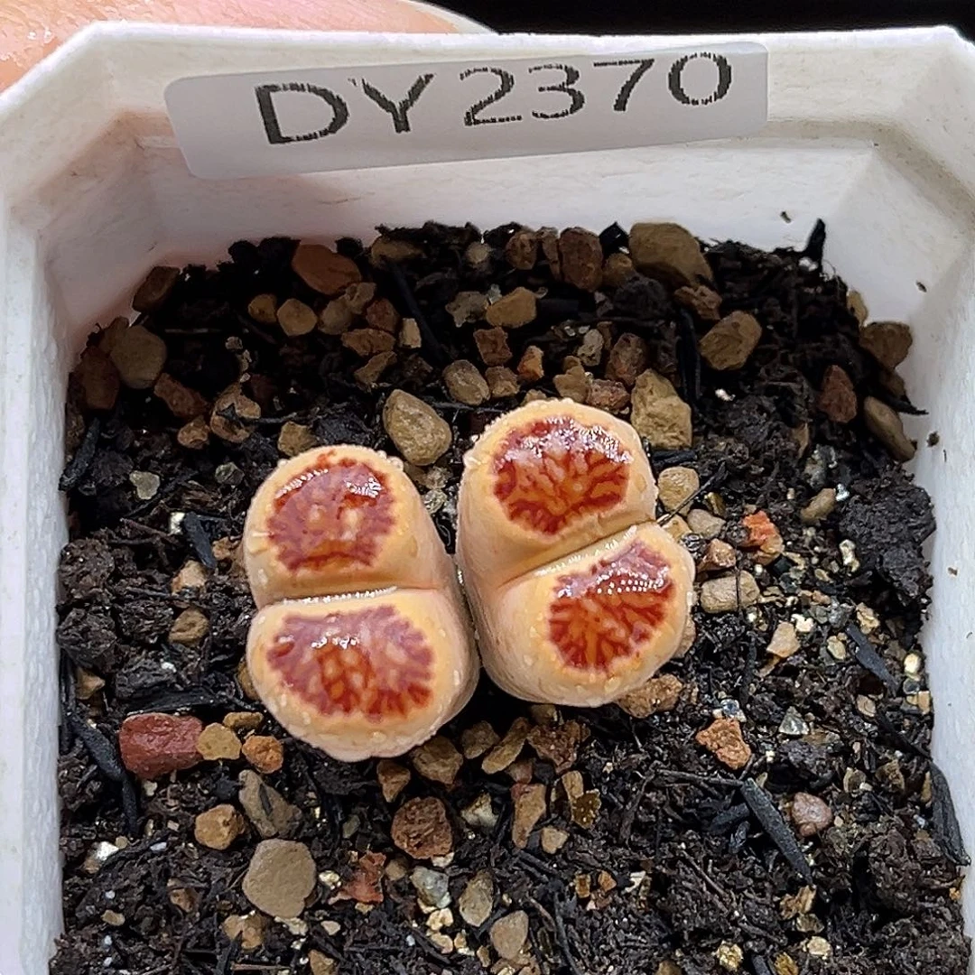 一物一拍红窗菊2370