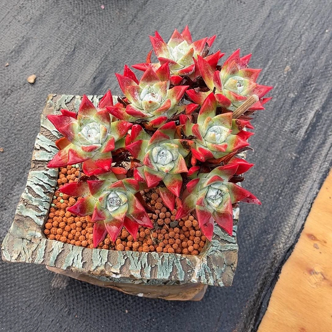 刘丹白豪苹果叶